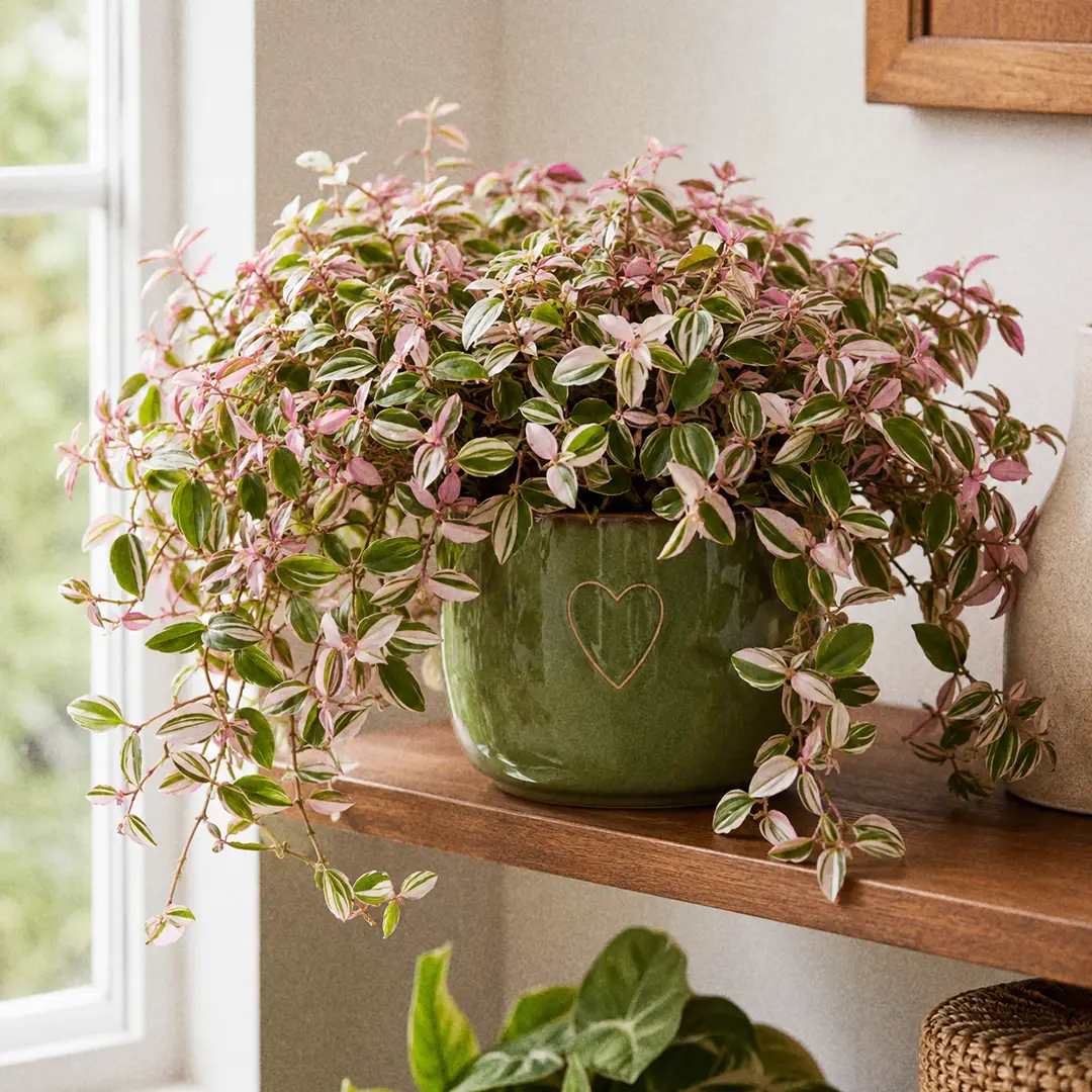 Tradescantia Fluminensis
