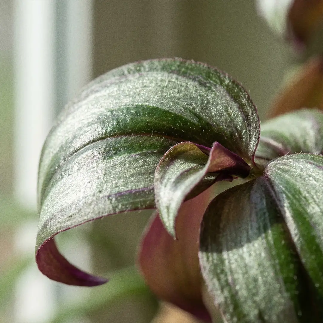 Macro close-up of Wandering Dude leaves showing metallic silver stripes, deep green bands, and vivid purple undersides.