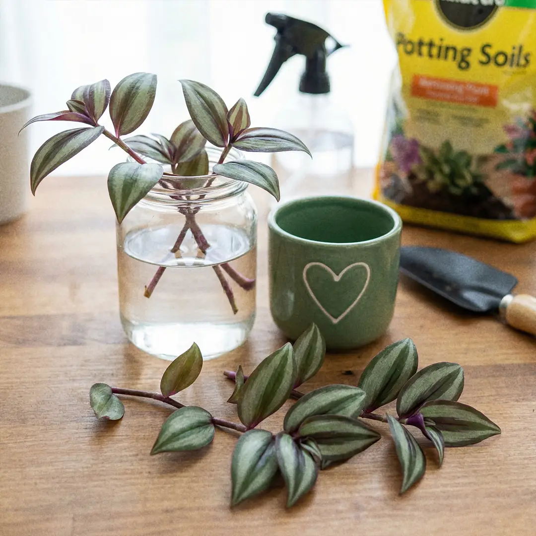Close-up of Wandering Dude cuttings with visible nodes ready for water and soil propagation, arranged beside a green pot with a heart motif.