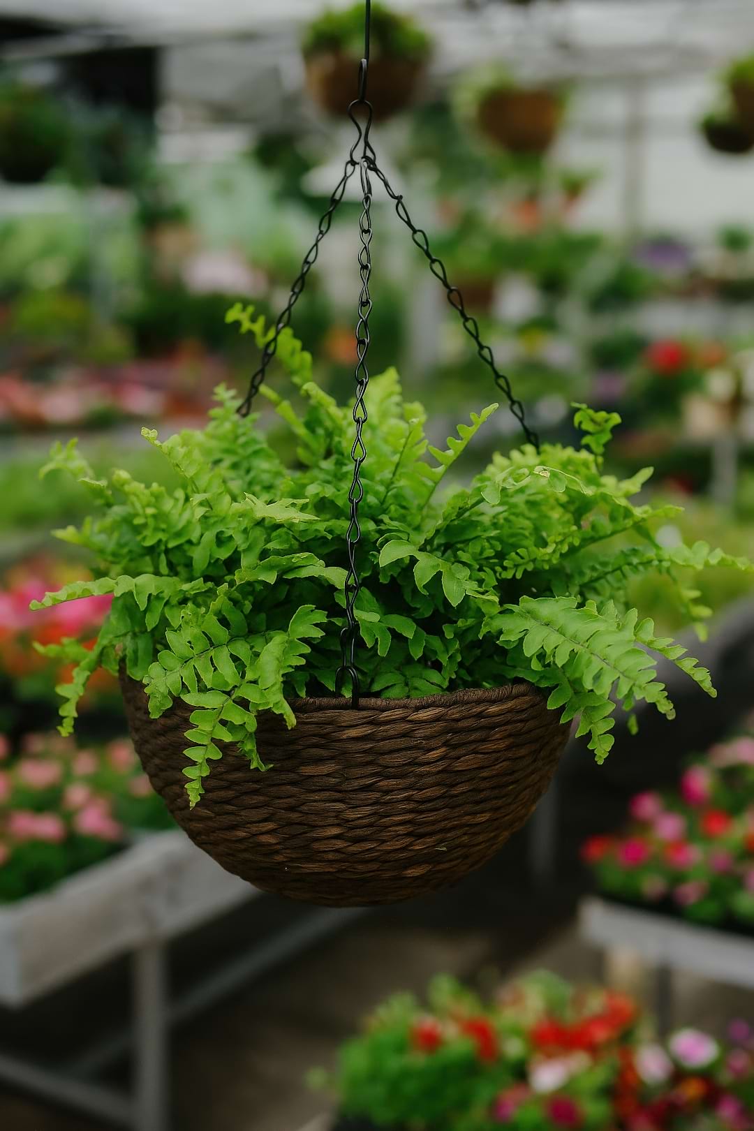 Whitmanii Fern