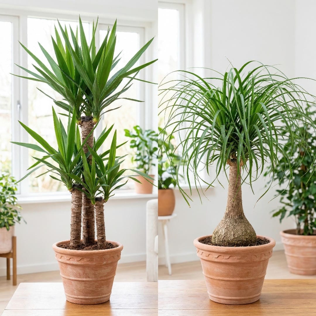 Side-by-side comparison of Yucca Cane and Ponytail Palm, showing the stiff yucca leaves and the more bulbous trunk of the palm lookalike.