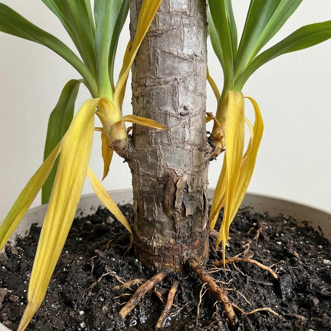 An overwatered Yucca Cane showing yellowing, soft leaves and stress near the base of the cane.
