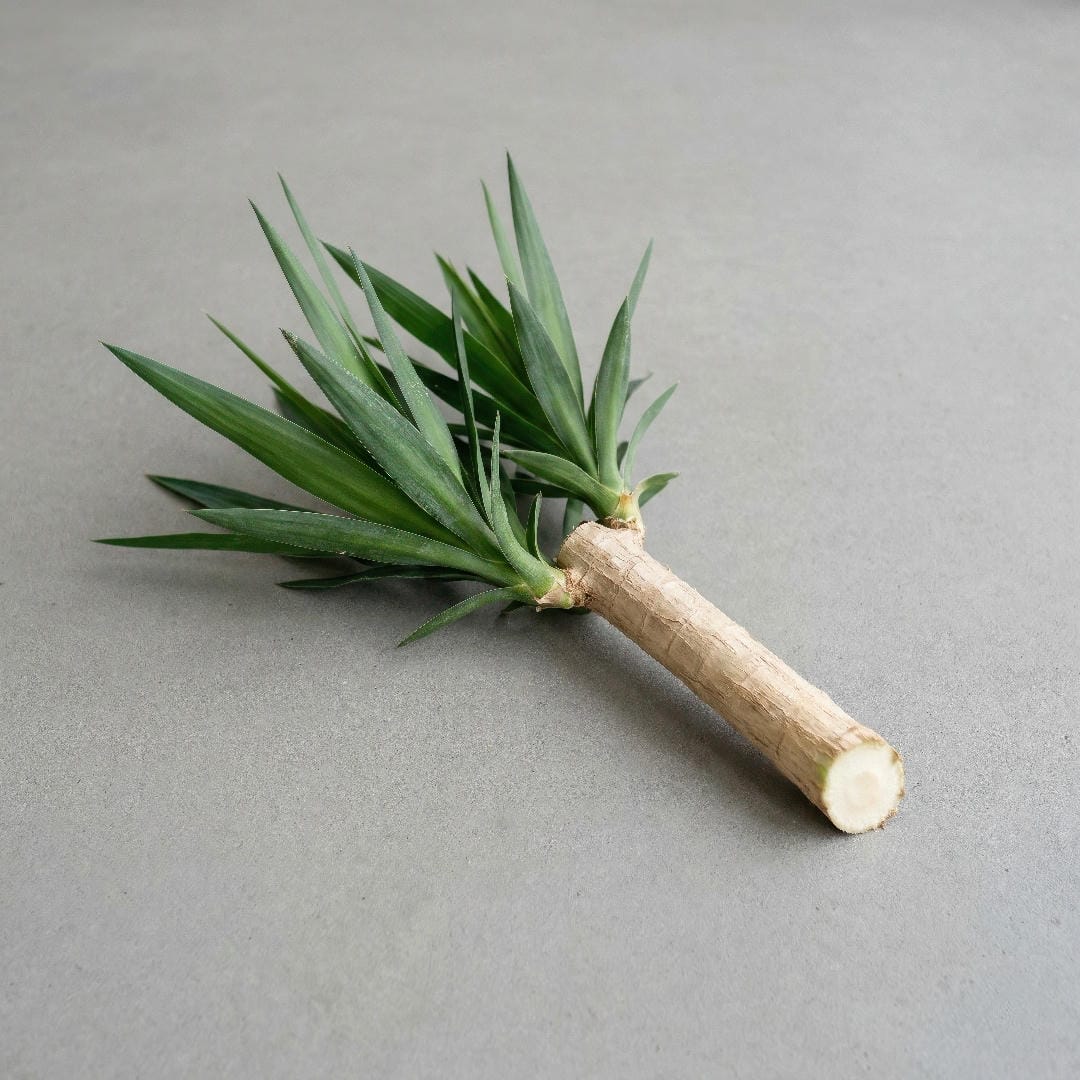 A Yucca Cane cane cutting laid on a tray for propagation, showing the cut stem section and the leafy top ready to root.