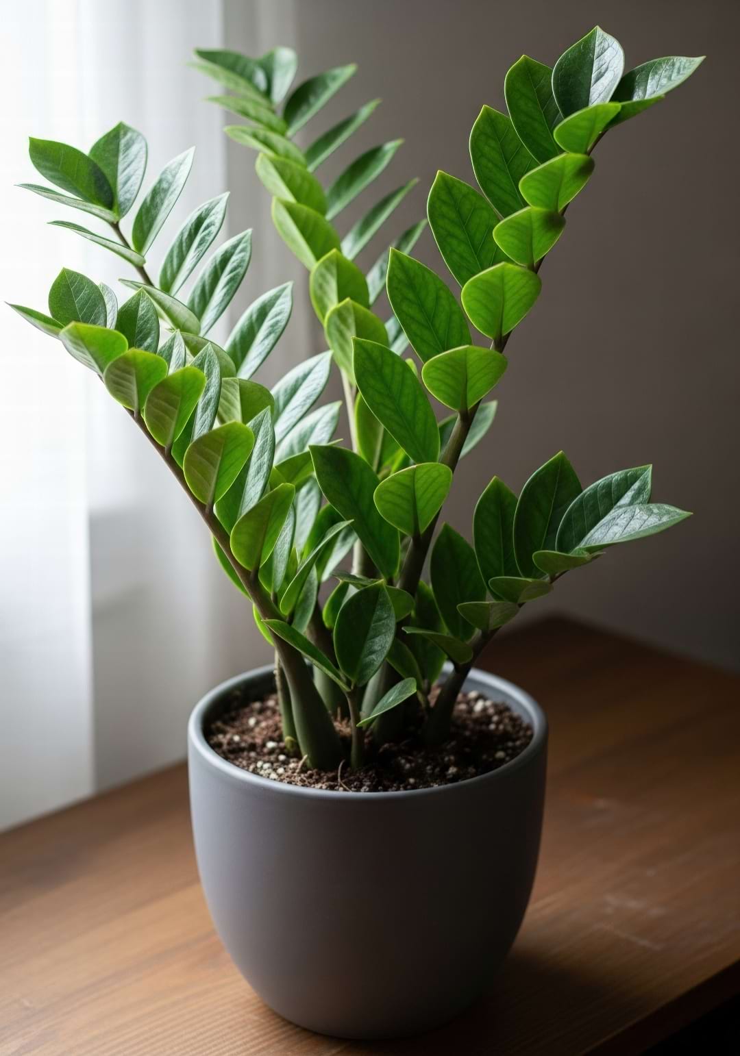 A healthy ZZ plant with glossy green leaves in a stylish grey ceramic pot on a wooden table.