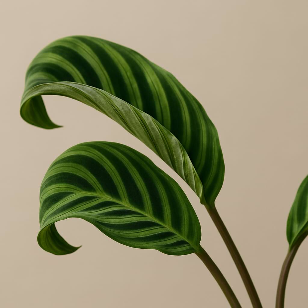 Why Are My Plant's Leaves Curling? Top 5 Causes and How to Fix It